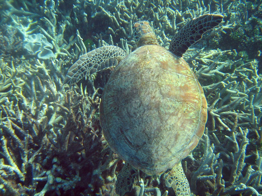Reef & Marine Life